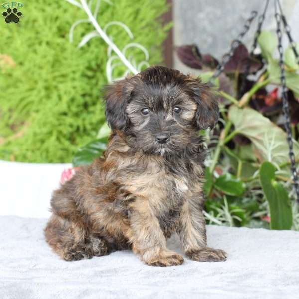Rambo, Yorkie Poo Puppy